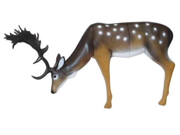 SRT Fallow Deer grazing  SFC inside
