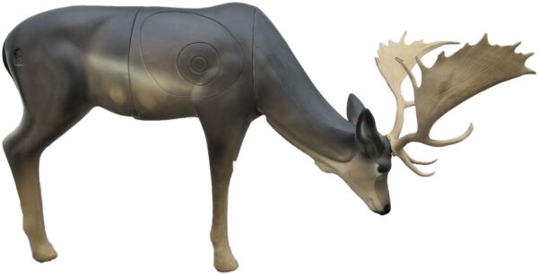 SRT Fallow Deer male grazing with SFC inside