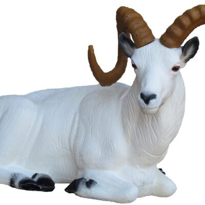 SRT Dall sheep bedded with SFC inside