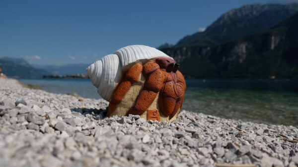 3Di Hermit Crab