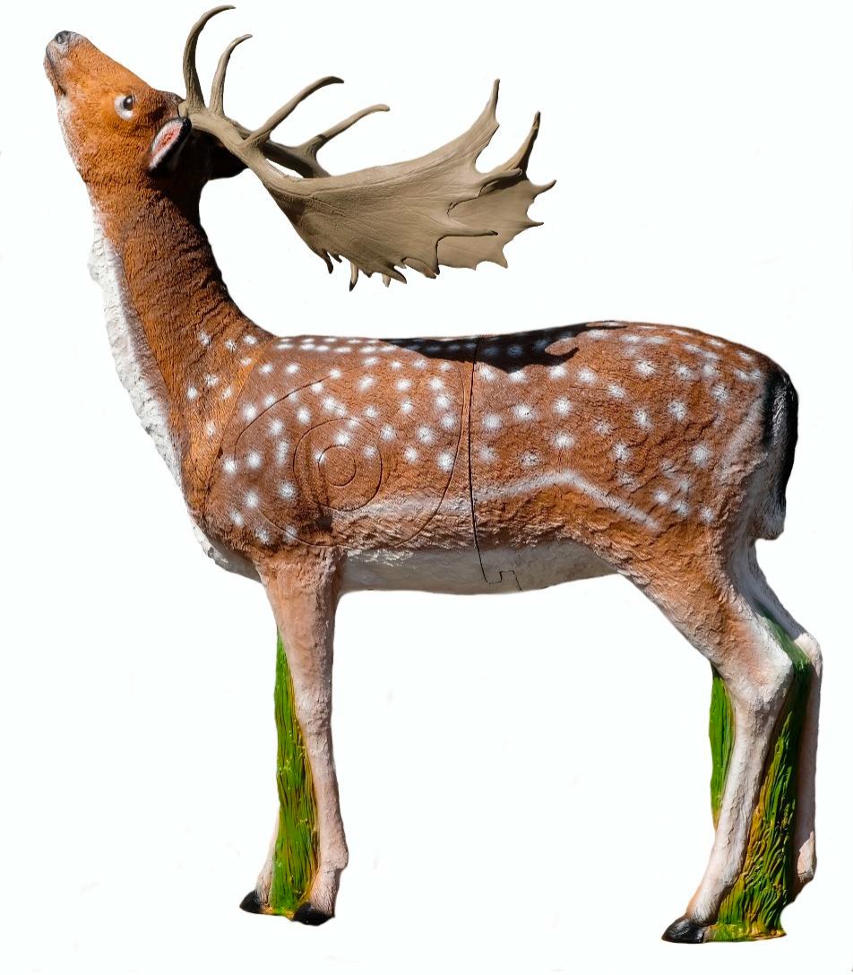 SRT Fallow Deer Female Grazing - Image 2