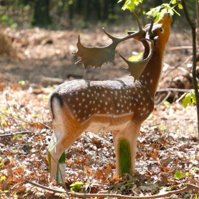 SRT Fallow Deer Female Grazing