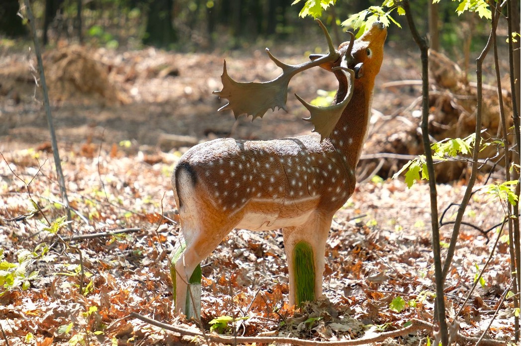 SRT Fallow Deer Female Grazing