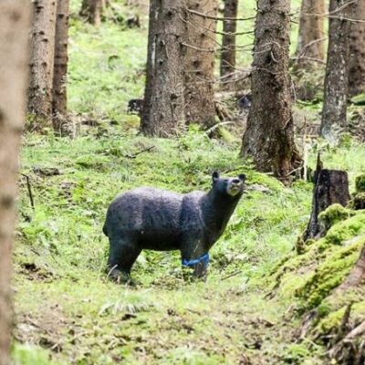 SRT Black Bear on all fours
