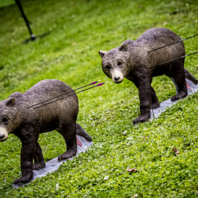 SRT Black Bear cub walking