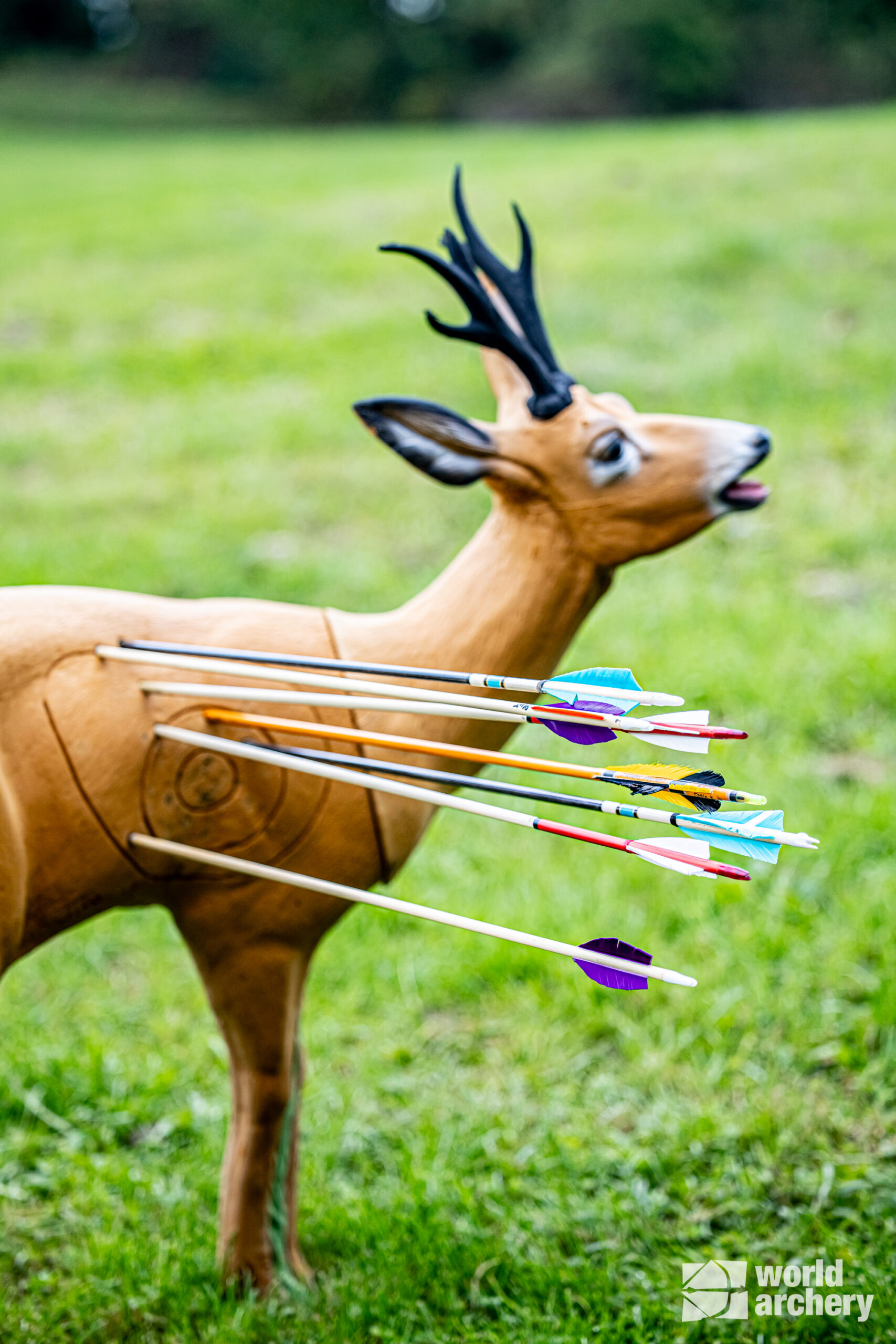 SRT Roedeer (VSE) bleating (with SFC) - Image 4