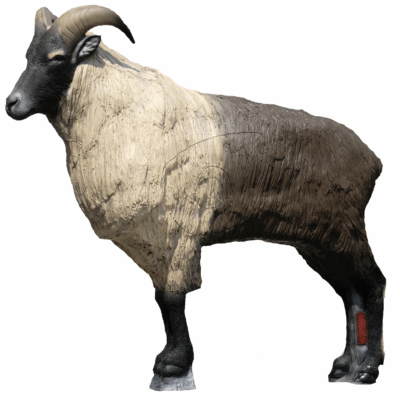 SRT Himalayan Tahr standing