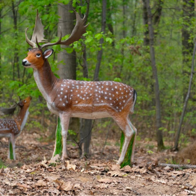 SRT Fallow Deer Female Standing