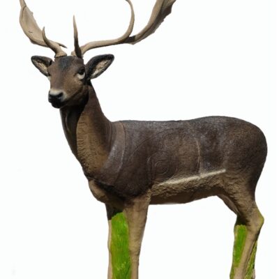 SRT Fallow Deer Male Standing