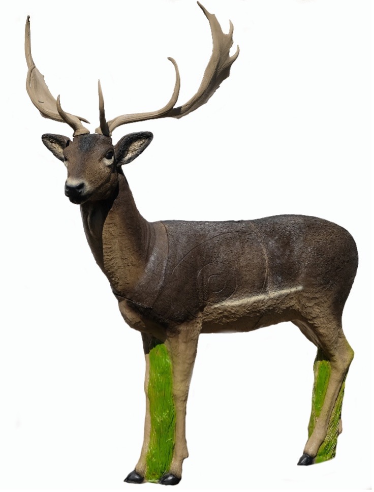SRT Fallow Deer Male Standing