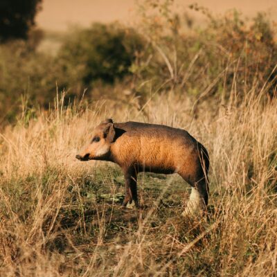SRT Red Boar