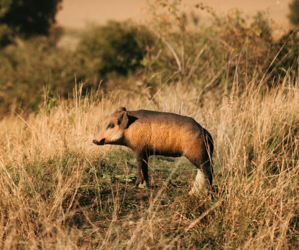 SRT Red Boar