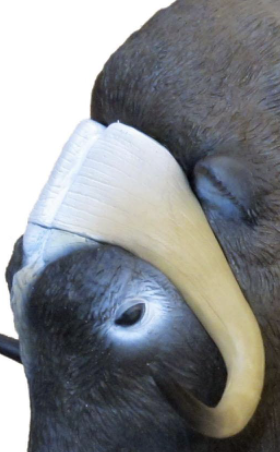 SRT Musk Ox HORN