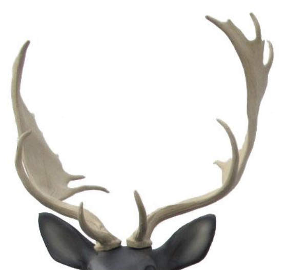 SRT Fallow Deer HORN
