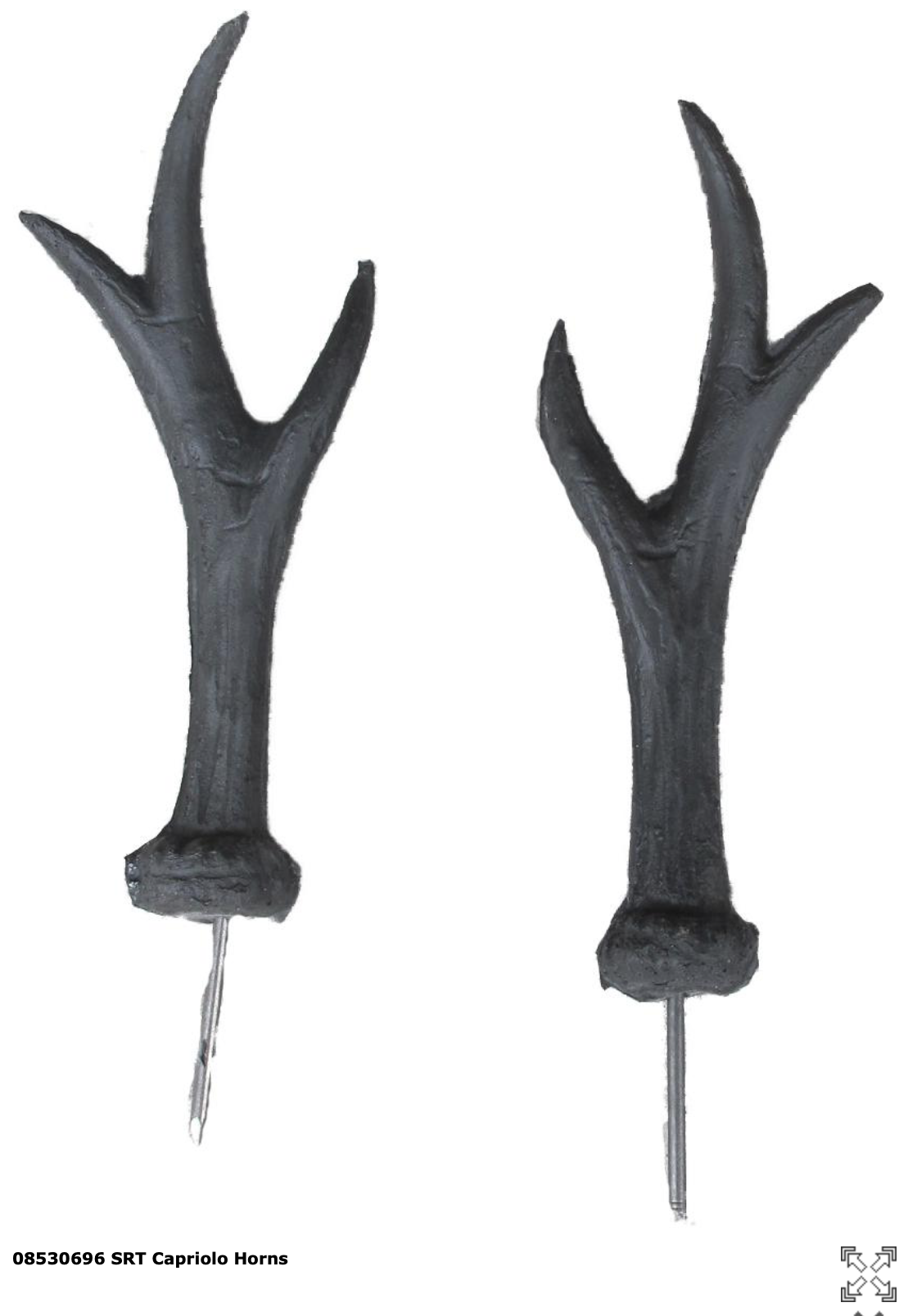 SRT Roebuck HORN