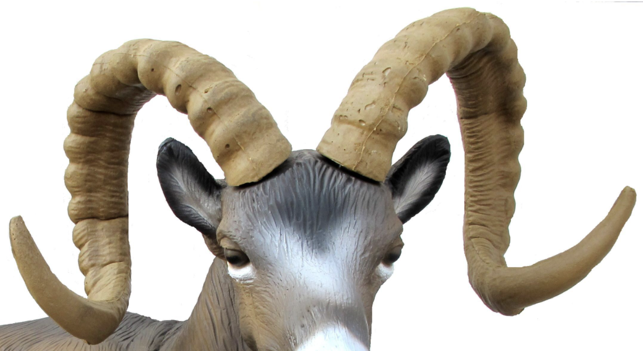 SRT Rocky Mountain Sheep HORN