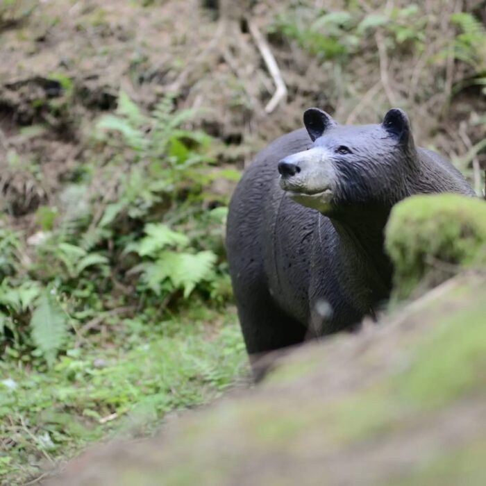 SRT Black Bear on all fours - Image 3