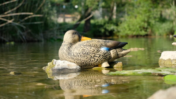 3Di Duck