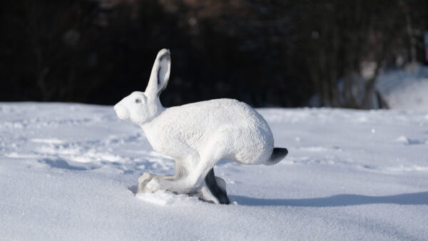 SRT Snow Hare