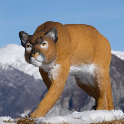 SRT Mountain Lion walking with SFC inside