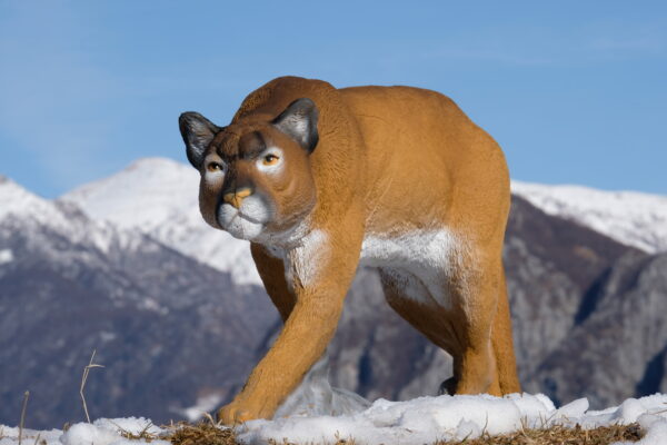 SRT Mountain Lion walking (with SFC)
