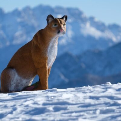 SRT Mountain Lion sitting