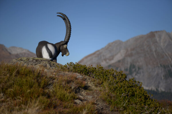 SRT Ibex bedded (with SFC)