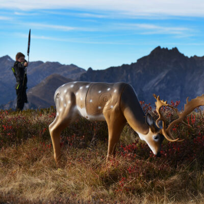 SRT Fallow Deer grazing  SFC inside