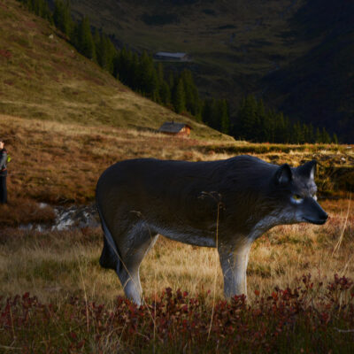 SRT Wolf standing