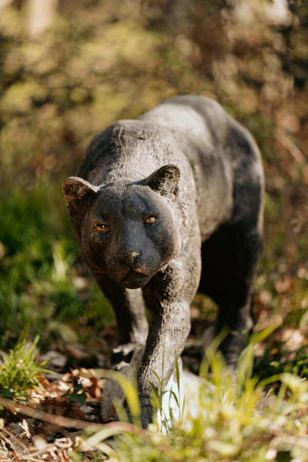 SRT Black Panther walking (with SFC)