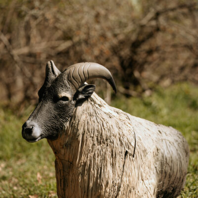 SRT Himalayan Tahr bedded