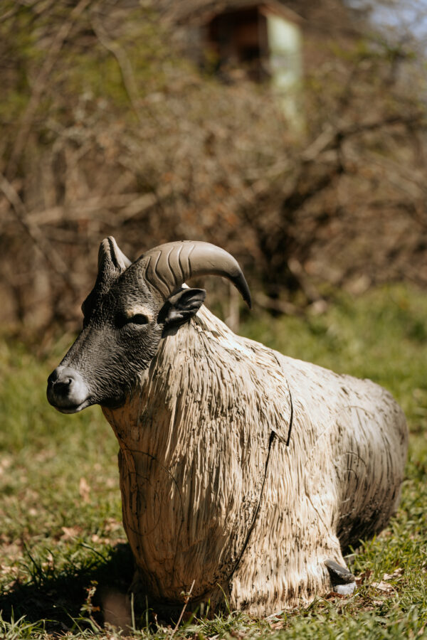 SRT Himalayan Tahr bedded