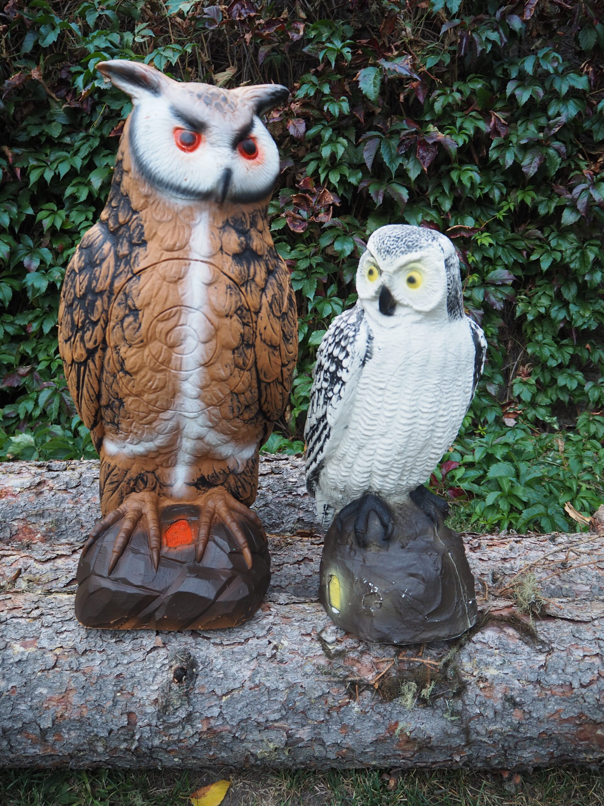 SRT Screech Owl White - Image 3