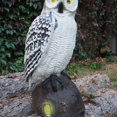 SRT Screech Owl White