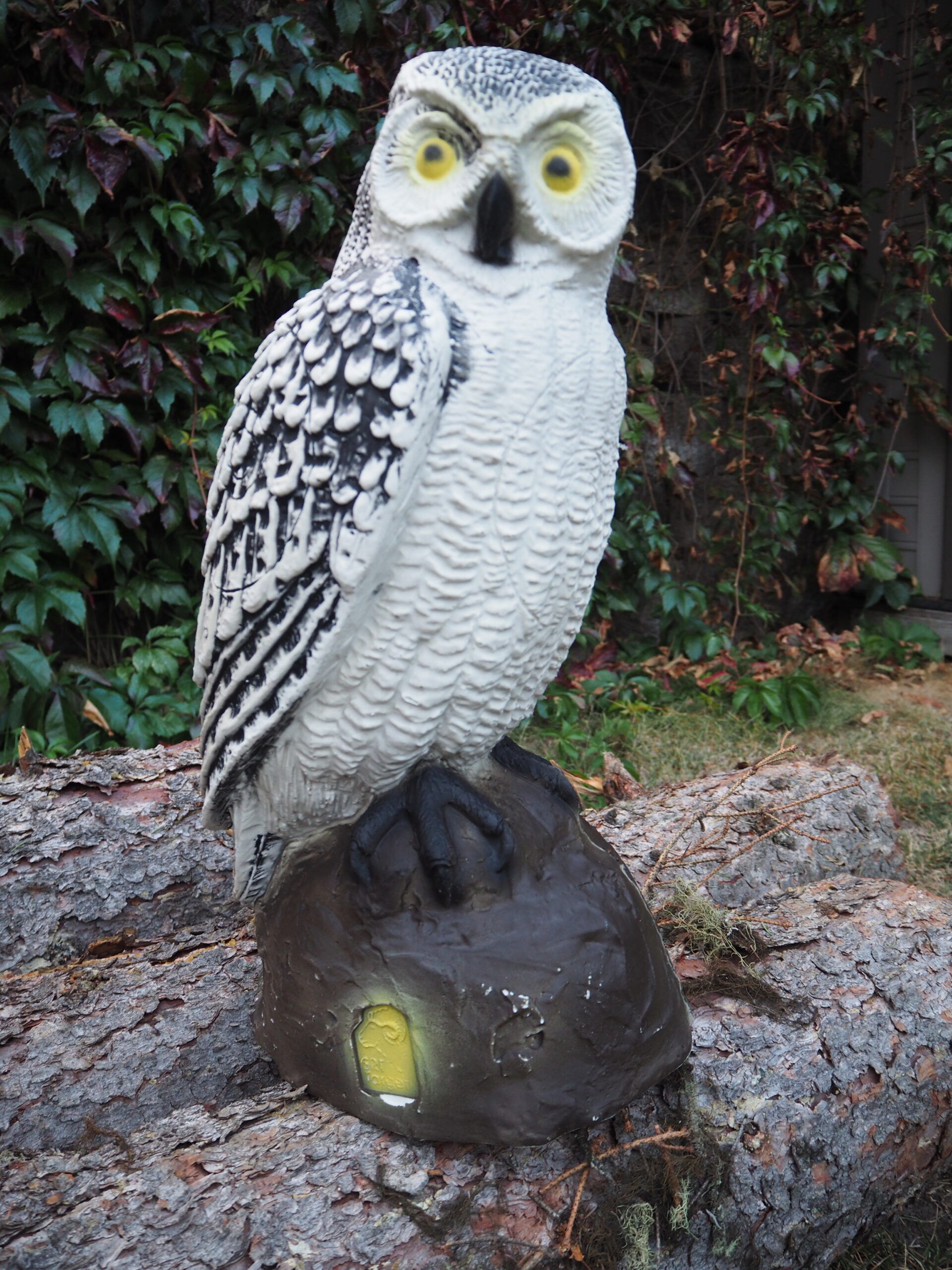 SRT Screech Owl White