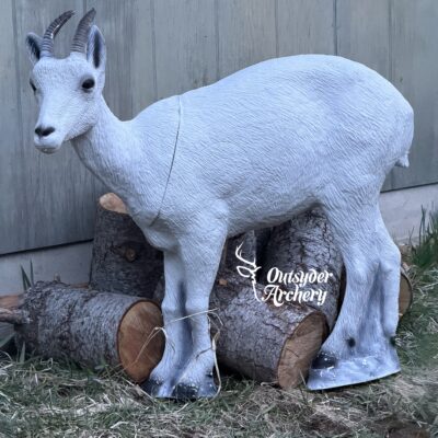 SRT Dall sheep Female