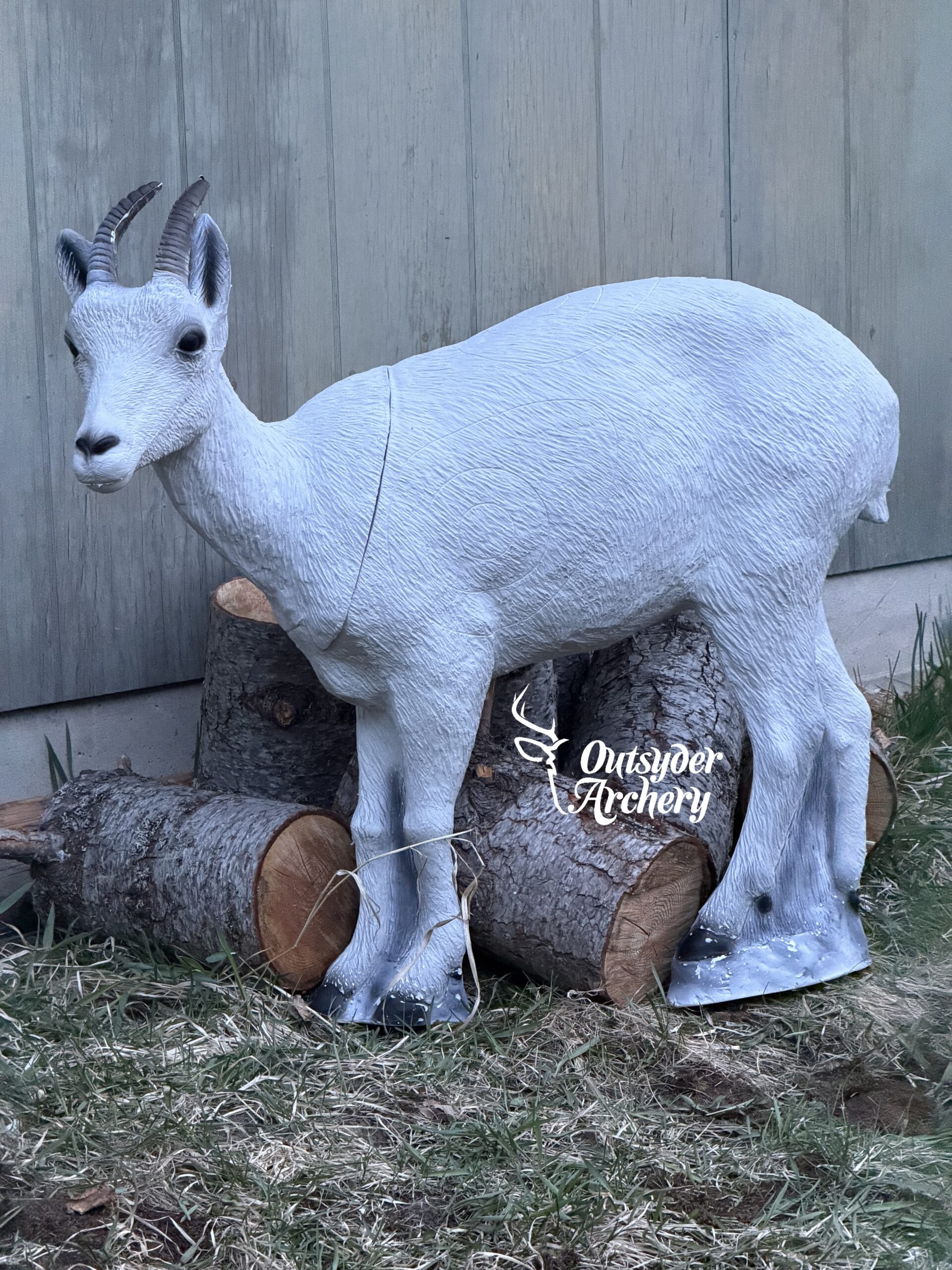 SRT Dall sheep Female