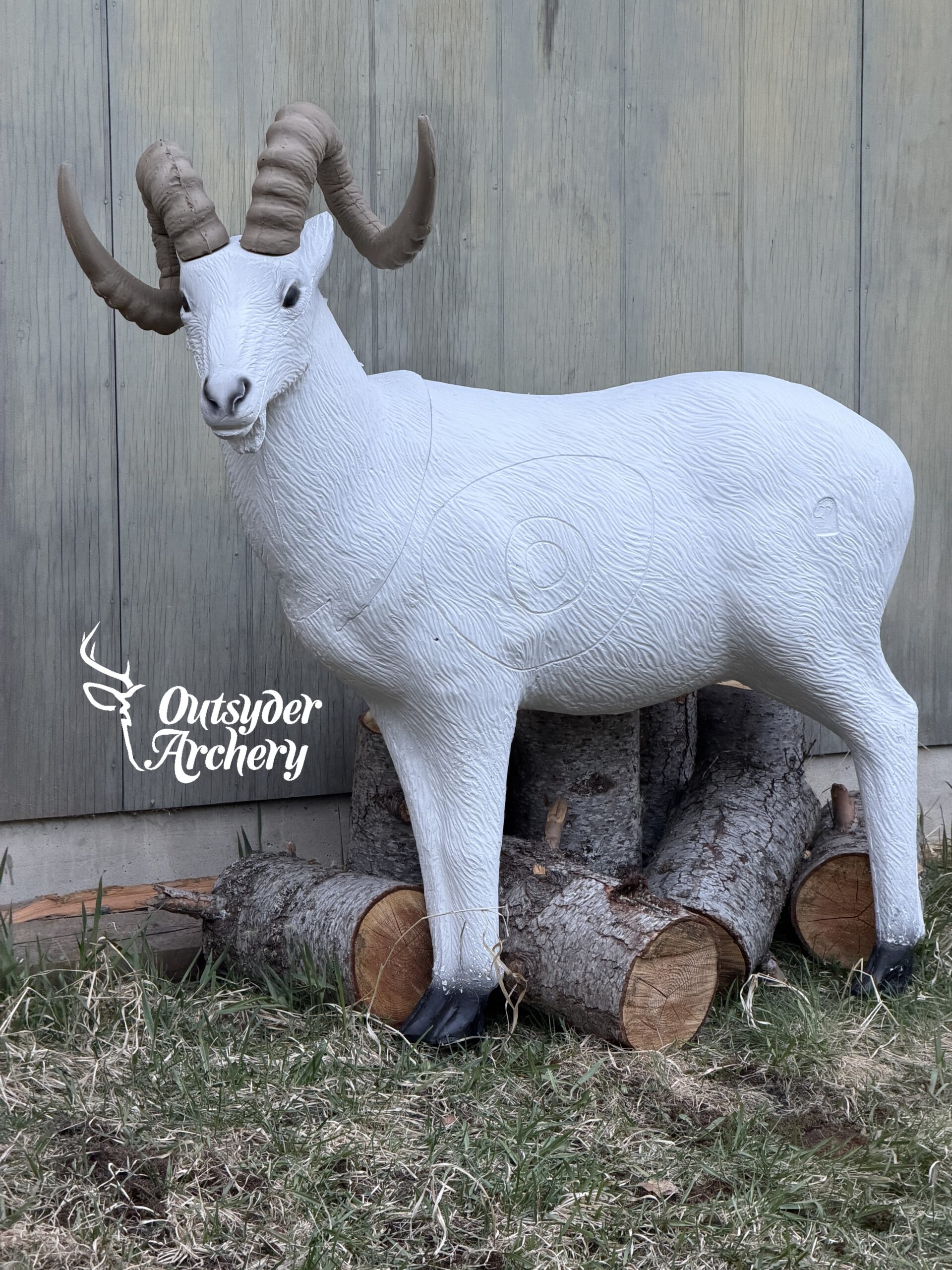 SRT Dall sheep standing