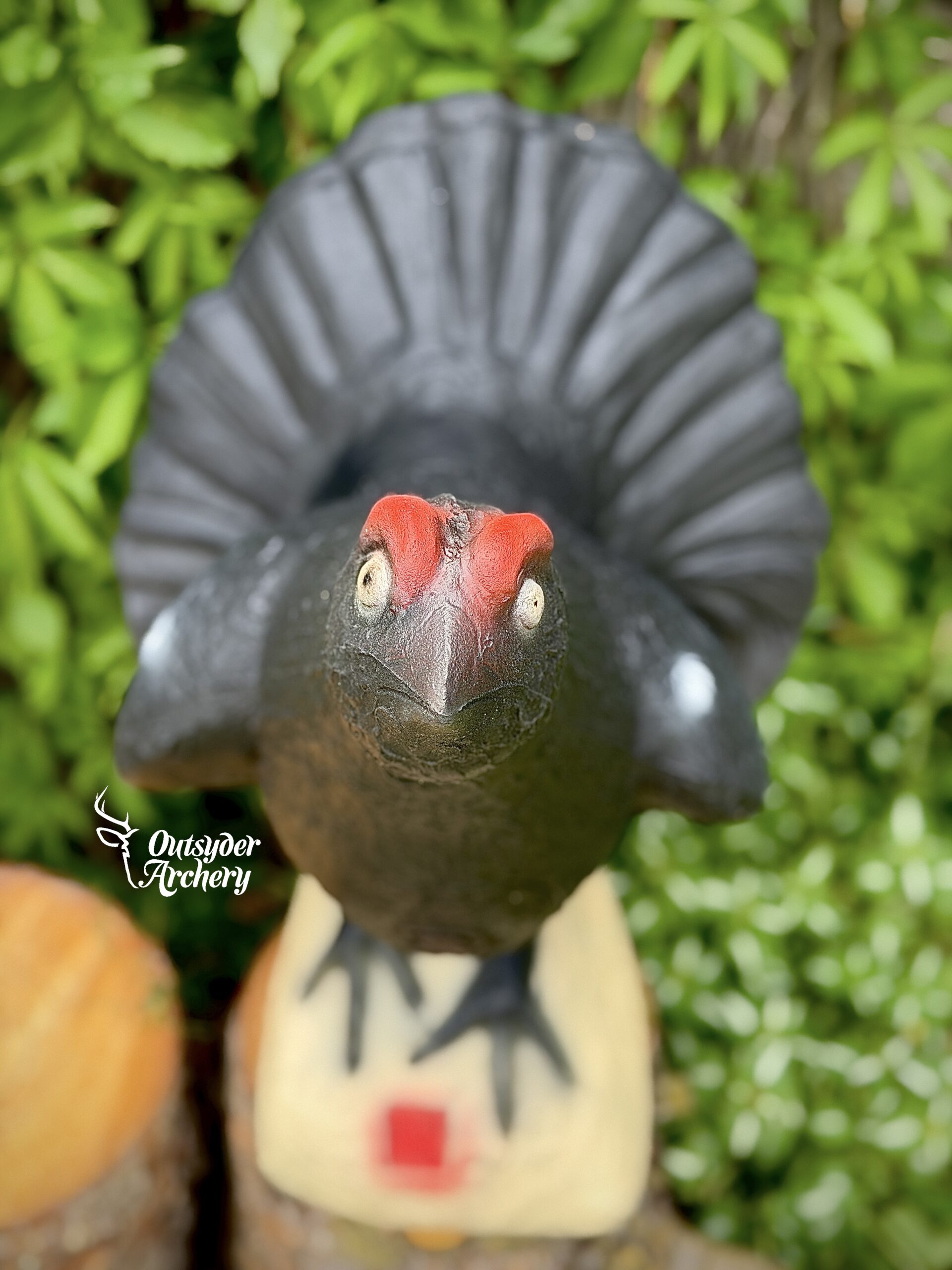 SRT Blackcock - Image 4